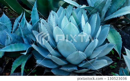 Agave neomexicana succulent plant at Cactus Zoo Agave neomexicana succulent plant at Cactus Zoo 130523036