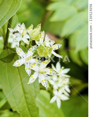 曙光草_曙光草 130523056