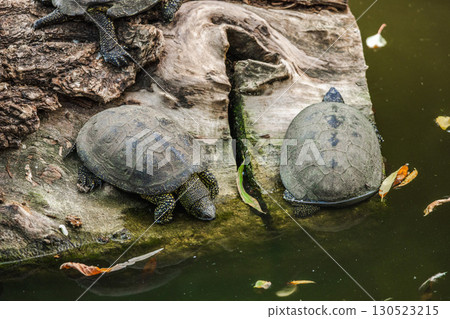 Two freshwater turtles resting on a log near the water in their natural habitat 130523215