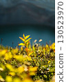 Wildflowers heralding the arrival of spring 130523970