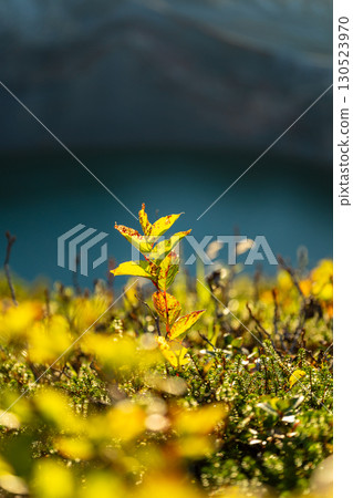 Wildflowers heralding the arrival of spring Wildflowers heralding the arrival of spring 130523970