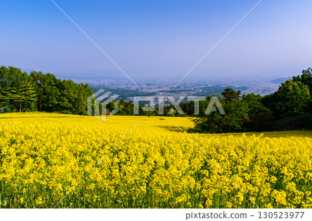 Aizu Basin seen from a rapeseed flower field Aizu Basin seen from a rapeseed flower field 130523977