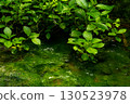 Clear, shining green water 130523978
