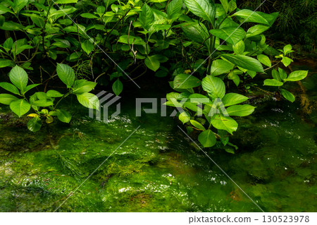 Clear, shining green water Clear, shining green water 130523978