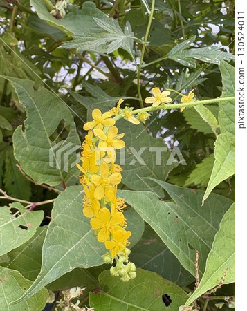 Agrimony_Japanese wildflowers 130524011