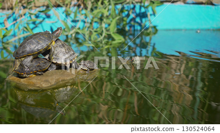 Turtles sitting on a stone and basking in the sun. Little turtles bask in the sun on the lake. 130524064