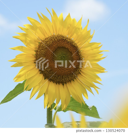 Beautiful sunflowers against the blue sky in summer Beautiful sunflowers against the blue sky in summer 130524070