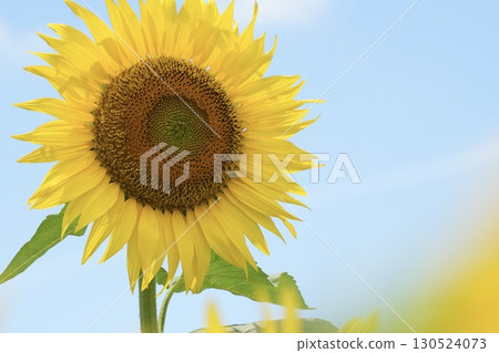 Beautiful sunflowers against the blue sky in summer Beautiful sunflowers against the blue sky in summer 130524073