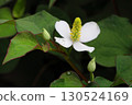 Close-up of the white flowers of Houttuynia cordata blooming in the shade 130524169