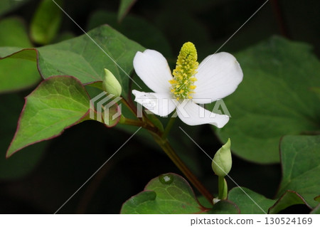 Close-up of the white flowers of Houttuynia cordata blooming in the shade Close-up of the white flowers of Houttuynia cordata blooming in the shade 130524169