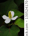Close-up of the white flowers of Houttuynia cordata blooming in the shade (vertical) 130524170