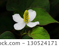 Close-up of the white flowers of Houttuynia cordata blooming in the shade 130524171