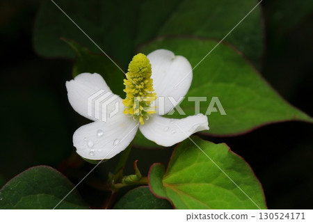 魚腥草的白色花朵在樹蔭下盛開的特寫 魚腥草的白色花朵在樹蔭下盛開的特寫 130524171