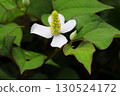 Close-up of the white flowers of Houttuynia cordata blooming in the shade 130524172