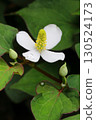 Close-up of the white flowers of Houttuynia cordata blooming in the shade (vertical) 130524173