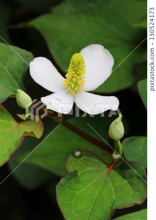 Close-up of the white flowers of Houttuynia cordata blooming in the shade (vertical) 130524173