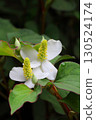 Close-up of the white flowers of Houttuynia cordata blooming in the shade (vertical) 130524174
