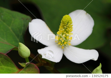 Close-up of the white flowers of Houttuynia cordata blooming in the shade 130524175