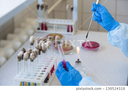The hands of a physician laboratory assistant in an infectious disease laboratory examines the samples. The hands of a physician laboratory assistant in an infectious disease laboratory examines the samples. 130524318