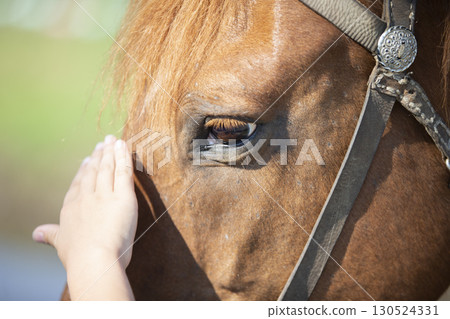 Close-up of a man's hand stroking the face of a horse. Close-up of a man's hand stroking the face of a horse. 130524331