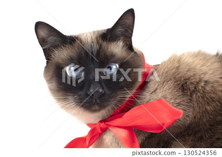 Beautiful cat with a red bow is isolated on a white background. Siamese cat. Beautiful cat with a red bow is isolated on a white background. Siamese cat. 130524356