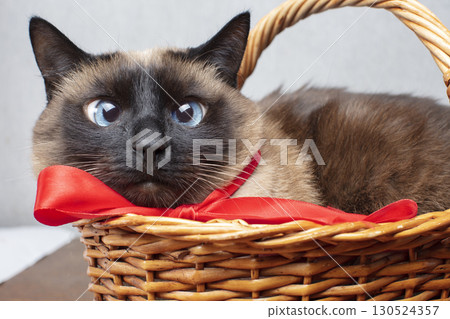 Funny cat with a red bow in a wicker basket. Siamese cute cat. Funny cat with a red bow in a wicker basket. Siamese cute cat. 130524357