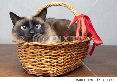 Funny cat with a red bow in a wicker basket. Siamese cute cat. Funny cat with a red bow in a wicker basket. Siamese cute cat. 130524358