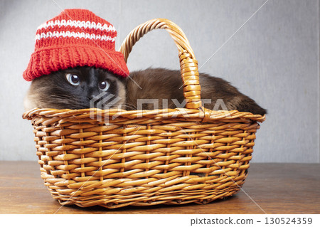Funny cat in a red knitted hat in a wicker basket. Siamese cute cat. Funny cat in a red knitted hat in a wicker basket. Siamese cute cat. 130524359