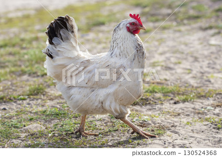 Home-made ordinary chicken walks around the yard. 130524368