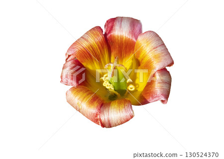 A large open tulip on a white background. 130524370