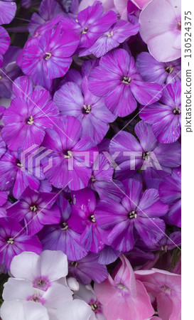 Beautiful flowers. Purple and white phlox close-up. Beautiful flowers. Purple and white phlox close-up. 130524375