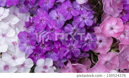 Beautiful flowers. Purple and white phlox close-up. Beautiful flowers. Purple and white phlox close-up. 130524376