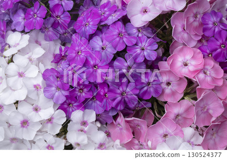 Beautiful flowers. Purple and white phlox close-up. Beautiful flowers. Purple and white phlox close-up. 130524377