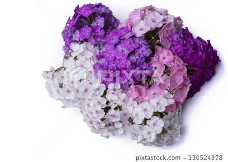 Beautiful flowers. Purple and white phlox close-up on a white background isolated. Beautiful flowers. Purple and white phlox close-up on a white background isolated. 130524378