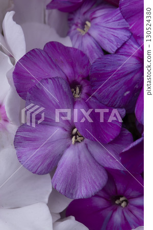 Beautiful flowers. Purple and white phlox close-up. 130524380