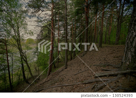 Gloomy dark pine forest with hillocks. 130524393