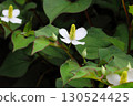 White Houttuynia cordata flowers blooming in the shade 130524425