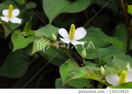 White Houttuynia cordata flowers blooming in the shade 130524425