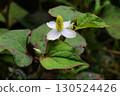 White Houttuynia cordata flowers blooming in the shade 130524426