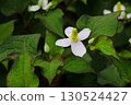 White Houttuynia cordata flowers blooming in the shade 130524427