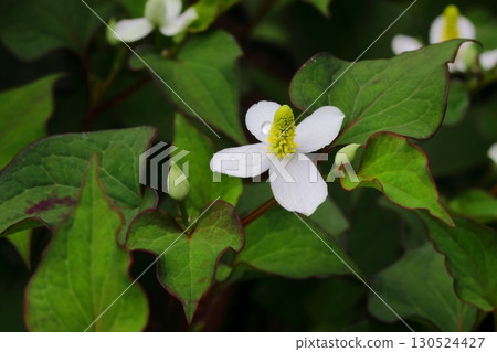 White Houttuynia cordata flowers blooming in the shade 130524427