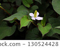 White Houttuynia cordata flowers blooming in the shade 130524428