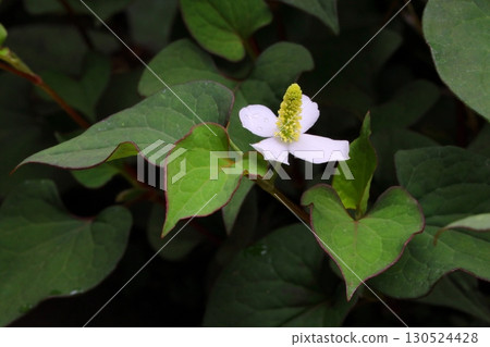 陰涼處盛開的白色魚腥草花 陰涼處盛開的白色魚腥草花 130524428