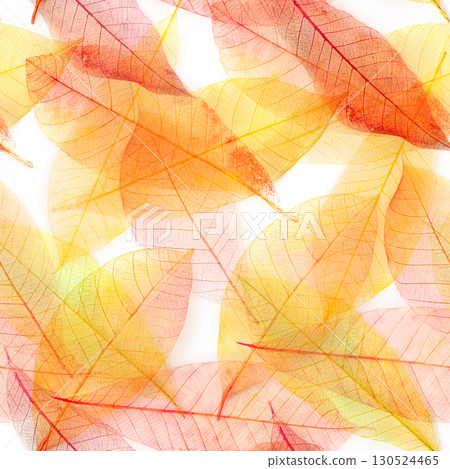 Autumn leaves seamless pattern. Skeleton leaves repeat print. Fall wallpaper 130524465