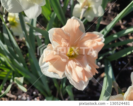 Beautiful blooming narcissus flower on sunny spring day. Varietal flower of narcissus variety Apricot Whirl. Pink petals on white petals in inflorescence with stamens on green stem leaves in ground Beautiful blooming narcissus flower on sunny spring day. Varietal flower of narcissus variety Apricot Whirl. Pink petals on white petals in inflorescence with stamens on green stem leaves in ground 130524481