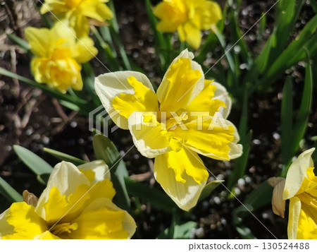 Beautiful blooming narcissus flower on sunny spring day. Varietal flower of narcissus variety Banana Splash. Yellow carved petals on white petals in inflorescence with stamens on green stem and leaves 130524488