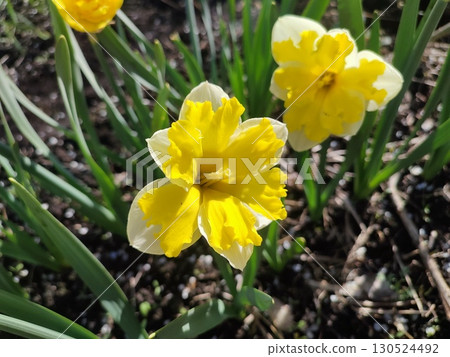 Beautiful blooming narcissus flower on sunny spring day. Varietal flower of narcissus variety Banana Splash. Yellow carved petals on white petals in inflorescence with stamens on green stem and leaves 130524492