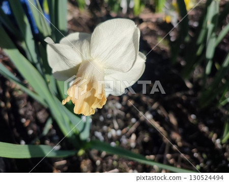 Blooming flower of narcissus variety Winter Waltz with white yellow petals on green stem growing in black soil on sunny spring day. Selection breeding of flowers. Agricultural farming and gardening Blooming flower of narcissus variety Winter Waltz with white yellow petals on green stem growing in black soil on sunny spring day. Selection breeding of flowers. Agricultural farming and gardening 130524494