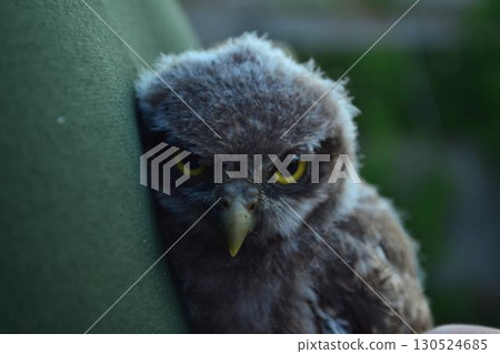 Closeup of a fluffy baby owl cuddling against a person. Wildlife care, bird rescue, animal tenderness and nature protection concept 130524685