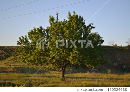 Beautiful summer tree Beautiful summer tree 130524688
